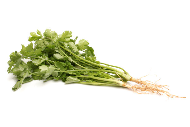 cilantro