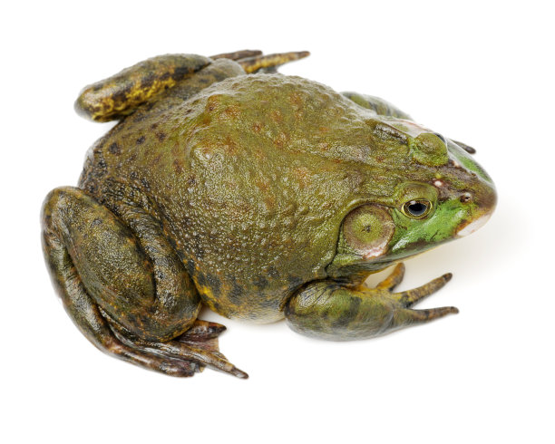 reptilia