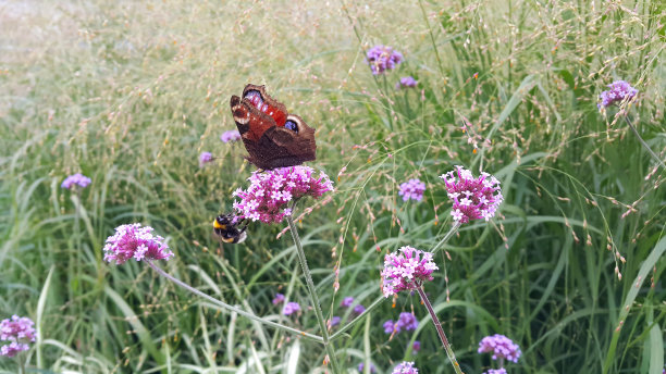 草和蝴蝶