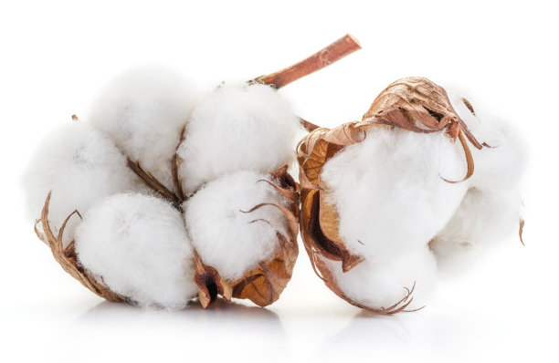 cotton