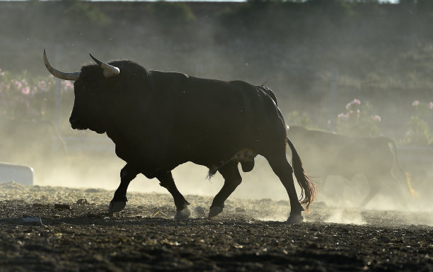 bull