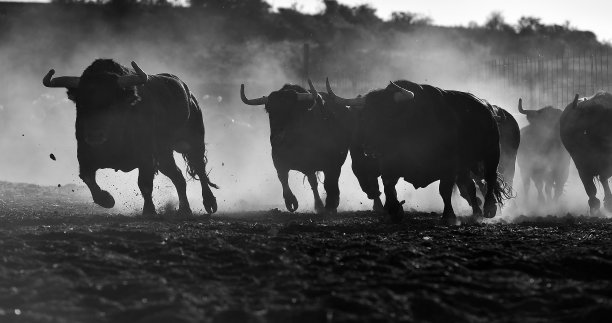 bull