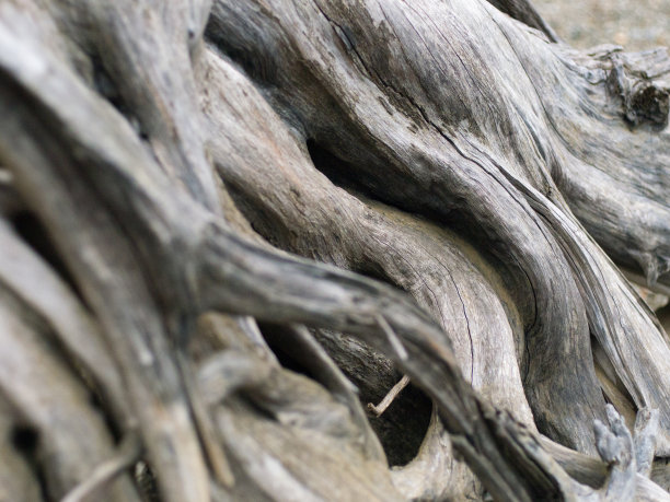 根部特写图片素材 根部特写设计素材 根部特写摄影作品 根部特写源文件下载 根部特写图片素材下载 根部特写背景素材 根部特写模板下载 搜索中心