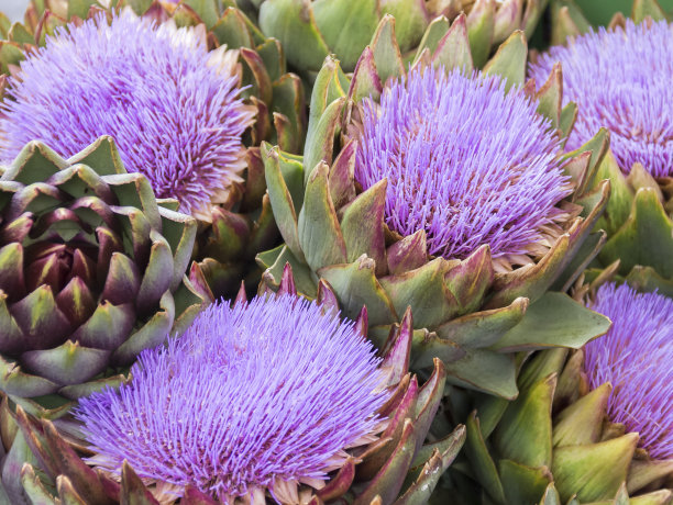 artichoke