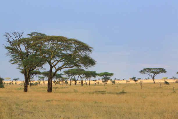 wildebeest