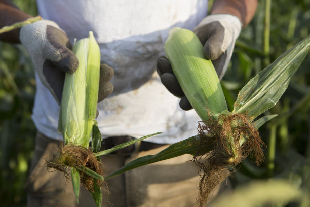maize