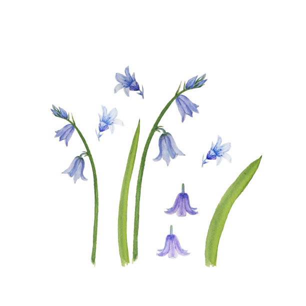 hyacinthoides