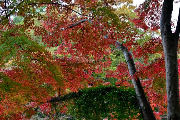 高尾山