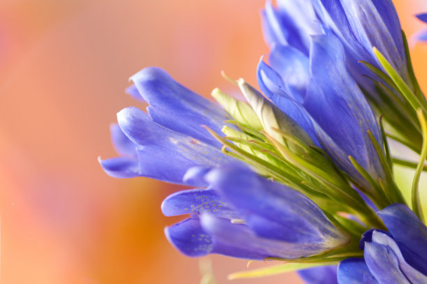 gentian