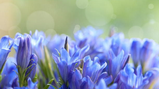 gentian