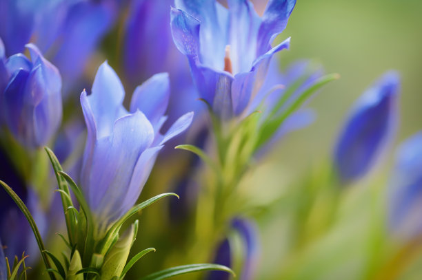 gentian