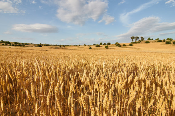 triticum