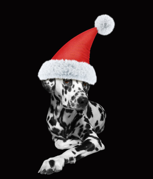 dalmatian