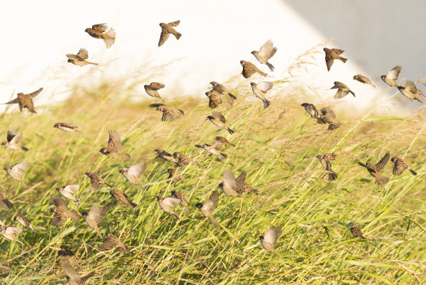 sparrow