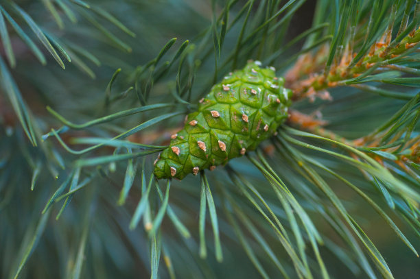cone