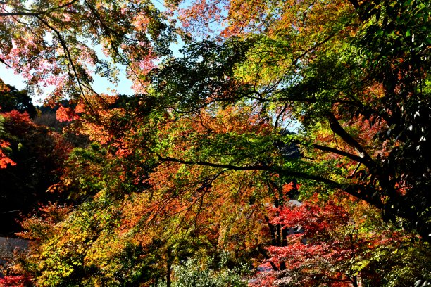 高尾山