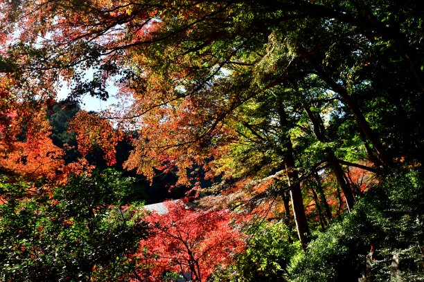 高尾山