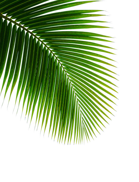椰林热带树木