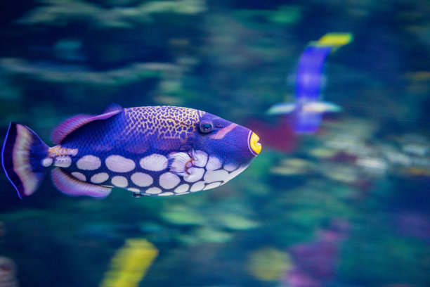 anemonefish