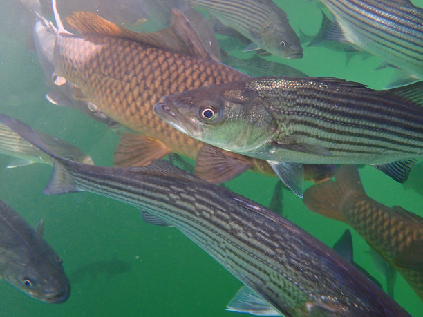 rockfish