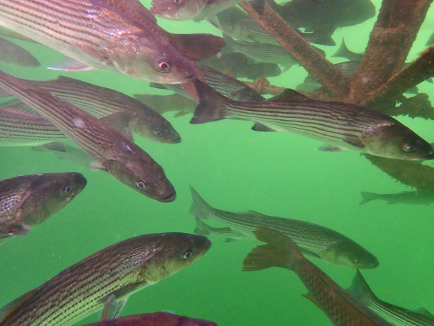rockfish