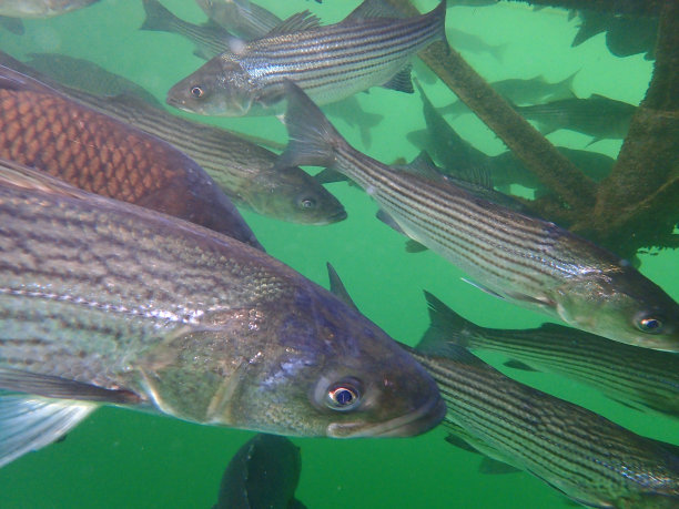 rockfish
