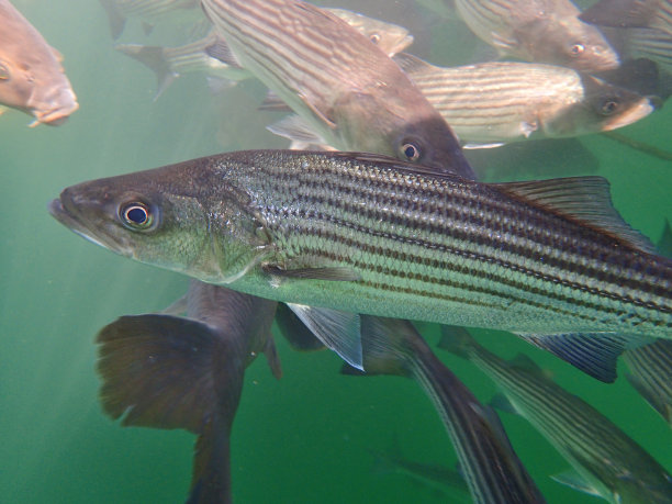 rockfish