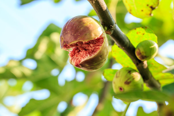 fig