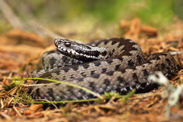 atheris