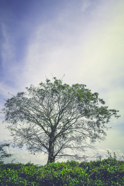 孤立的树