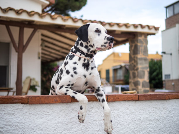 dalmatian