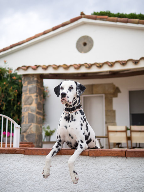 dalmatian