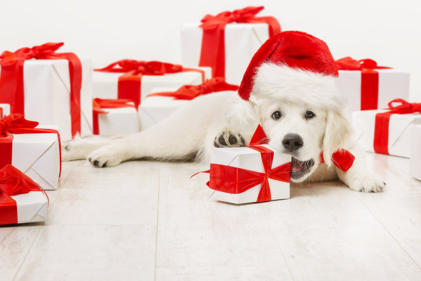 狗狗圣诞礼物