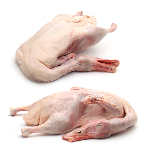 duck