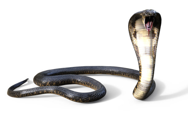恐怖的毒蛇