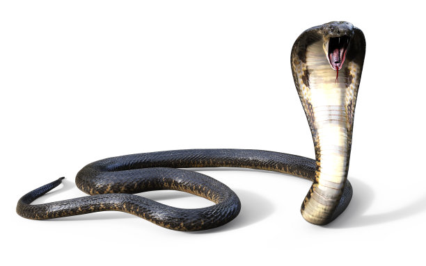 cobra