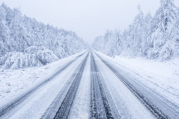 冰雪白桦树