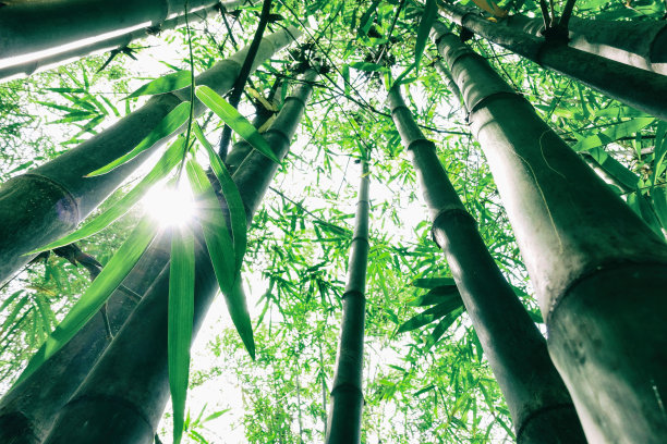 bamboo