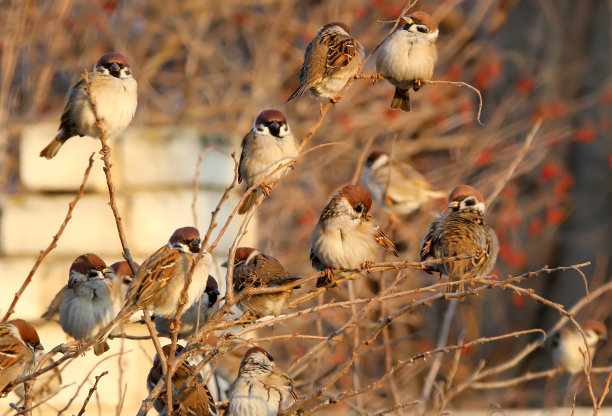sparrow