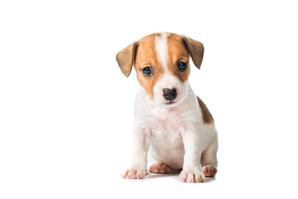 puppy
