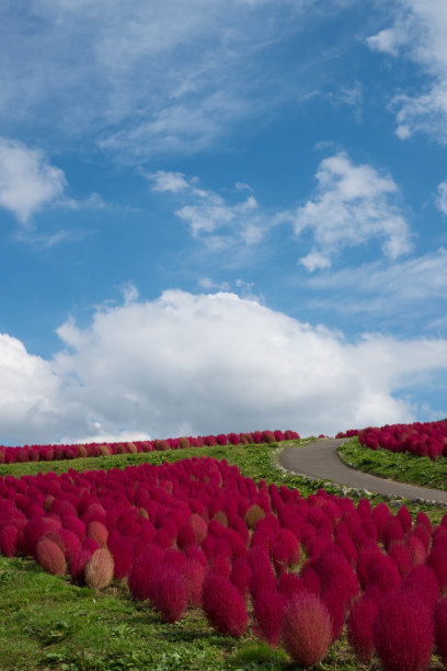 新泻县