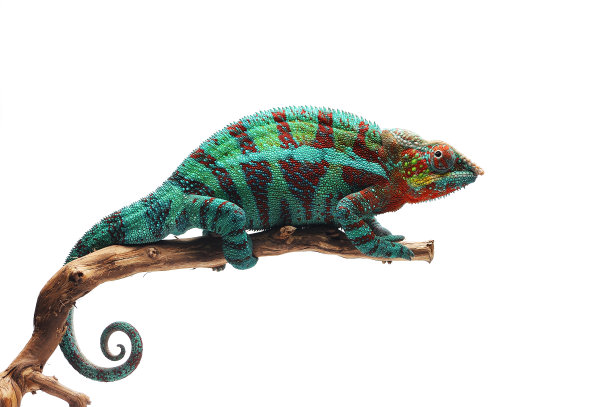 reptilia