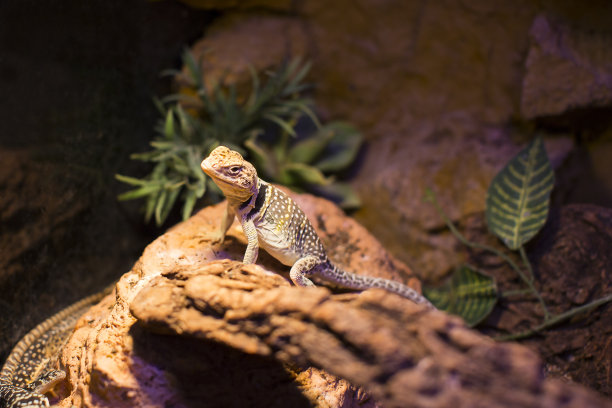 lizard