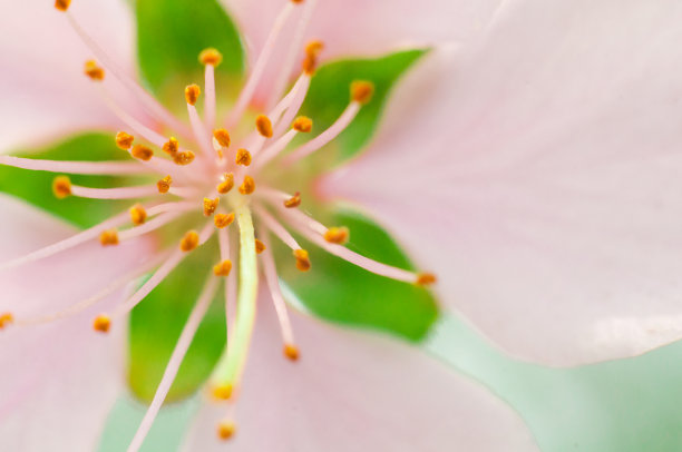 stamens