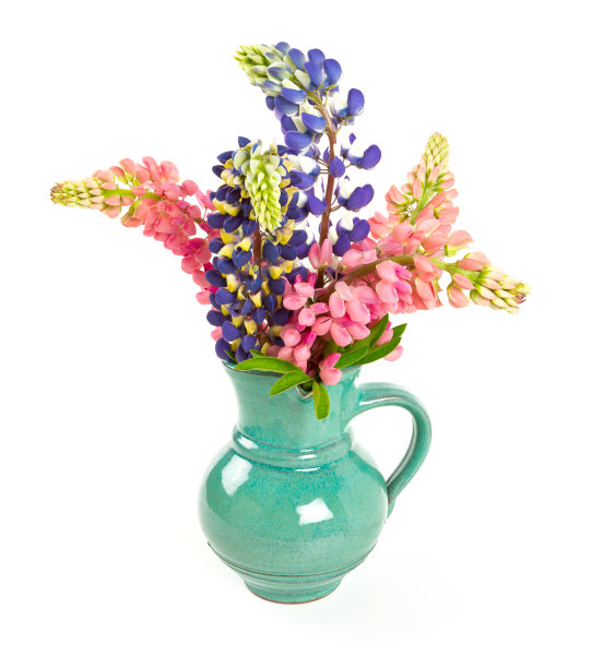 lupinus