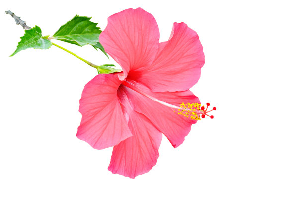 hibiscus