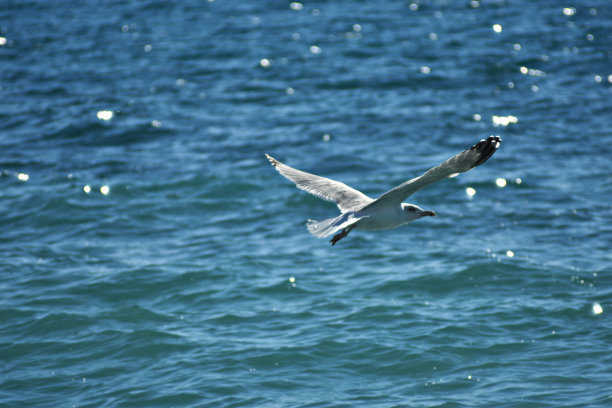 飞鸟蓝色大海壁纸