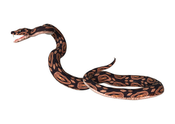 python