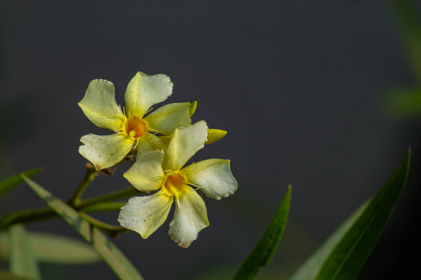 oleander