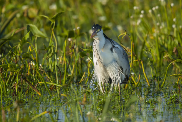 wetland